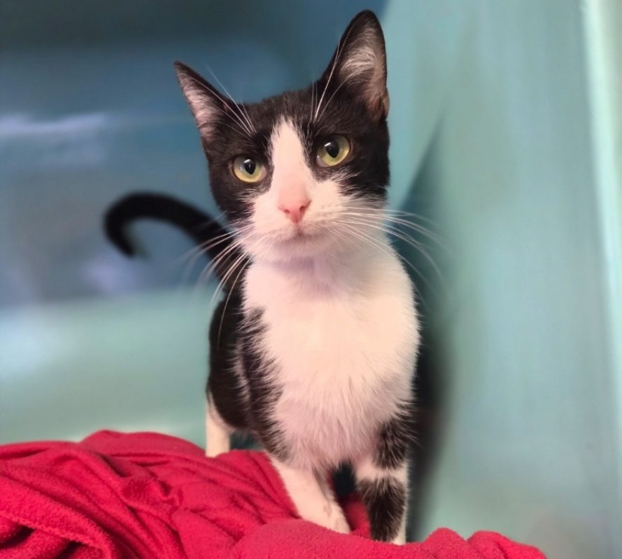 Minnie - Chat Européen à adopter