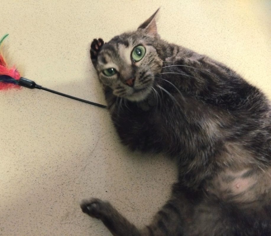 Fortunella - Chat Européen à adopter