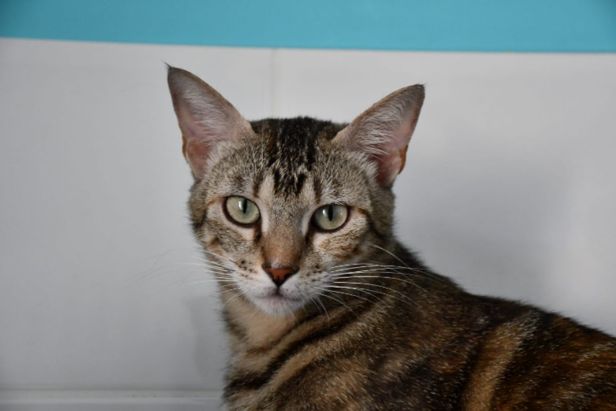 Sahara - Chat Européen à adopter