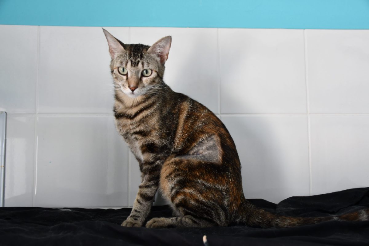 Sahara - Chat Européen à adopter - photo 2