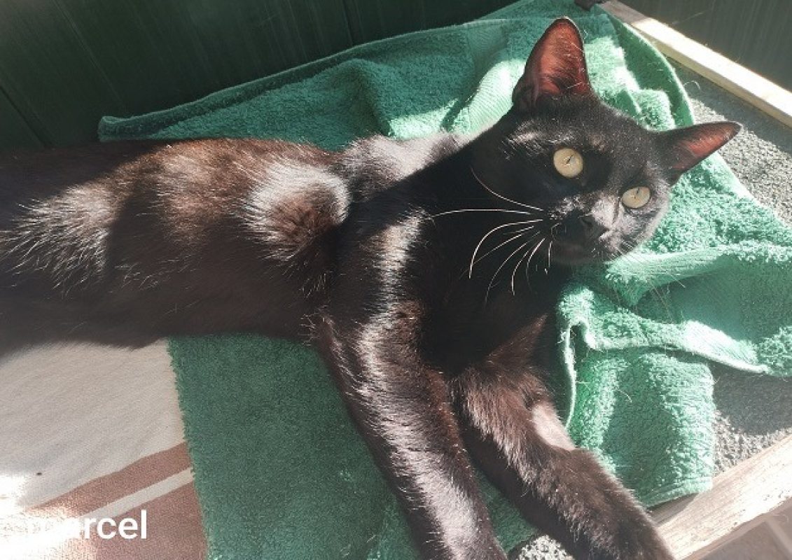 Charles - Chat Européen à adopter