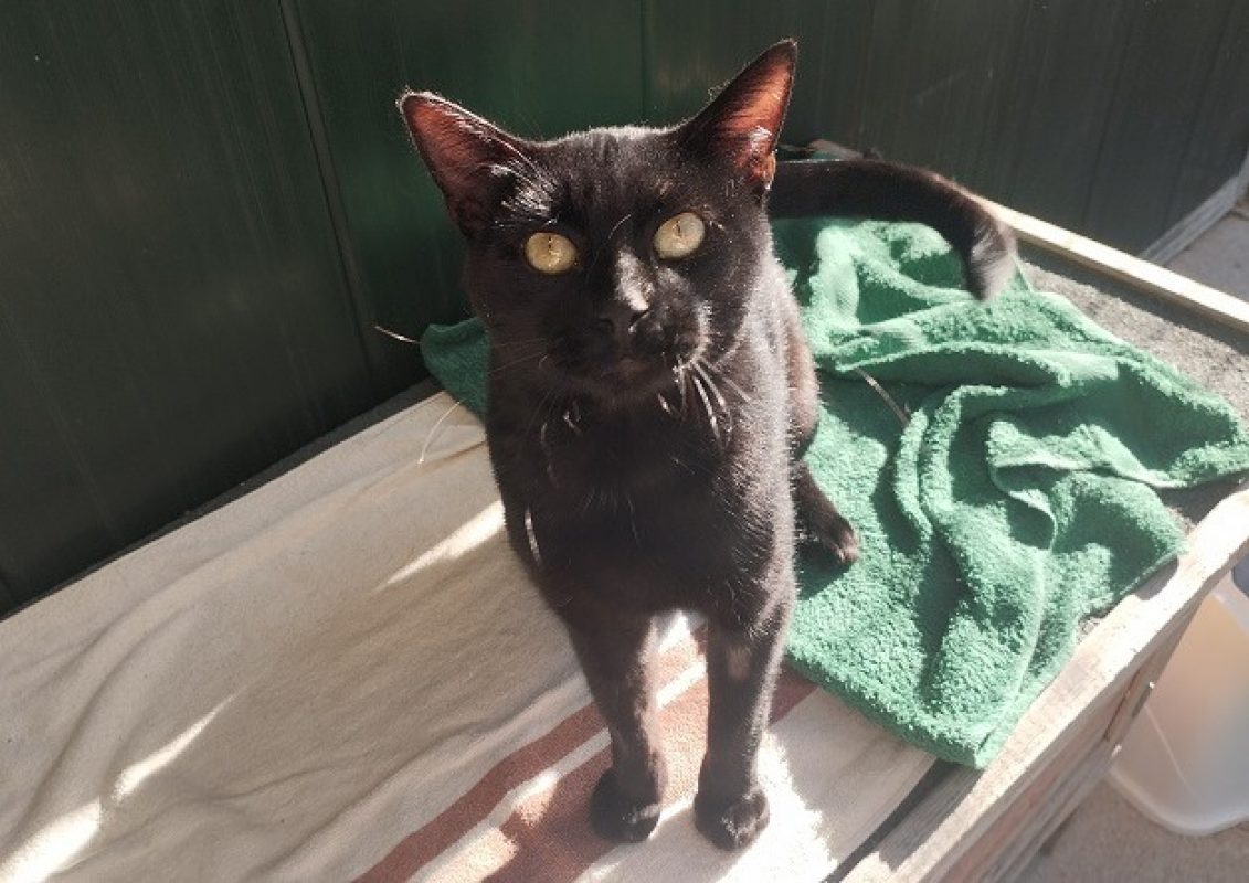 Charles - Chat Européen à adopter - photo 2