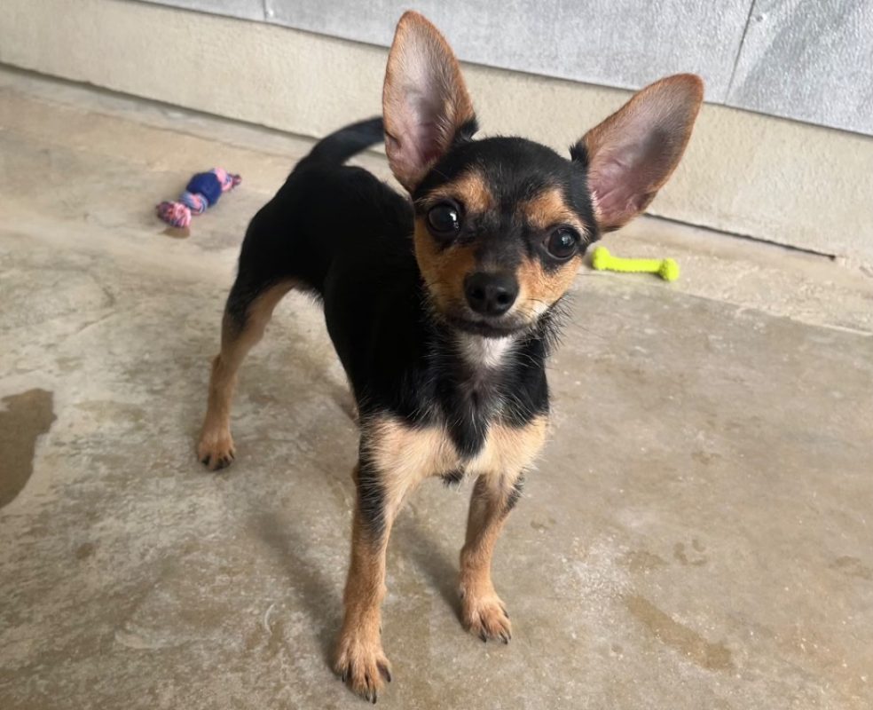 Montana - Chien à adopter