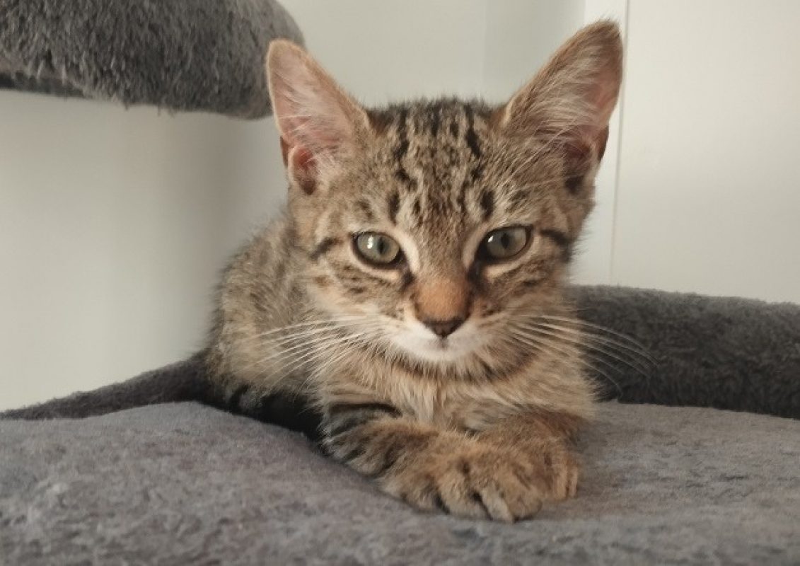 Bagheera - Chat Européen à adopter