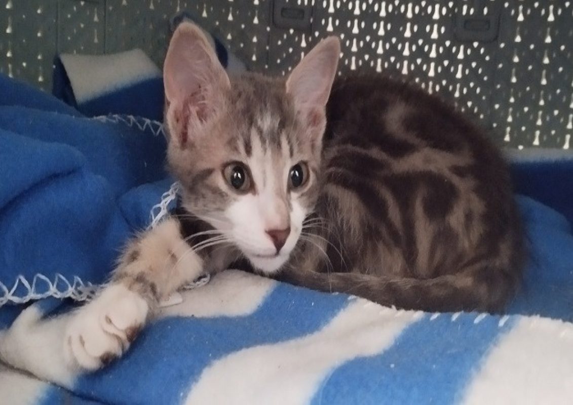 Luna - Chat Européen à adopter