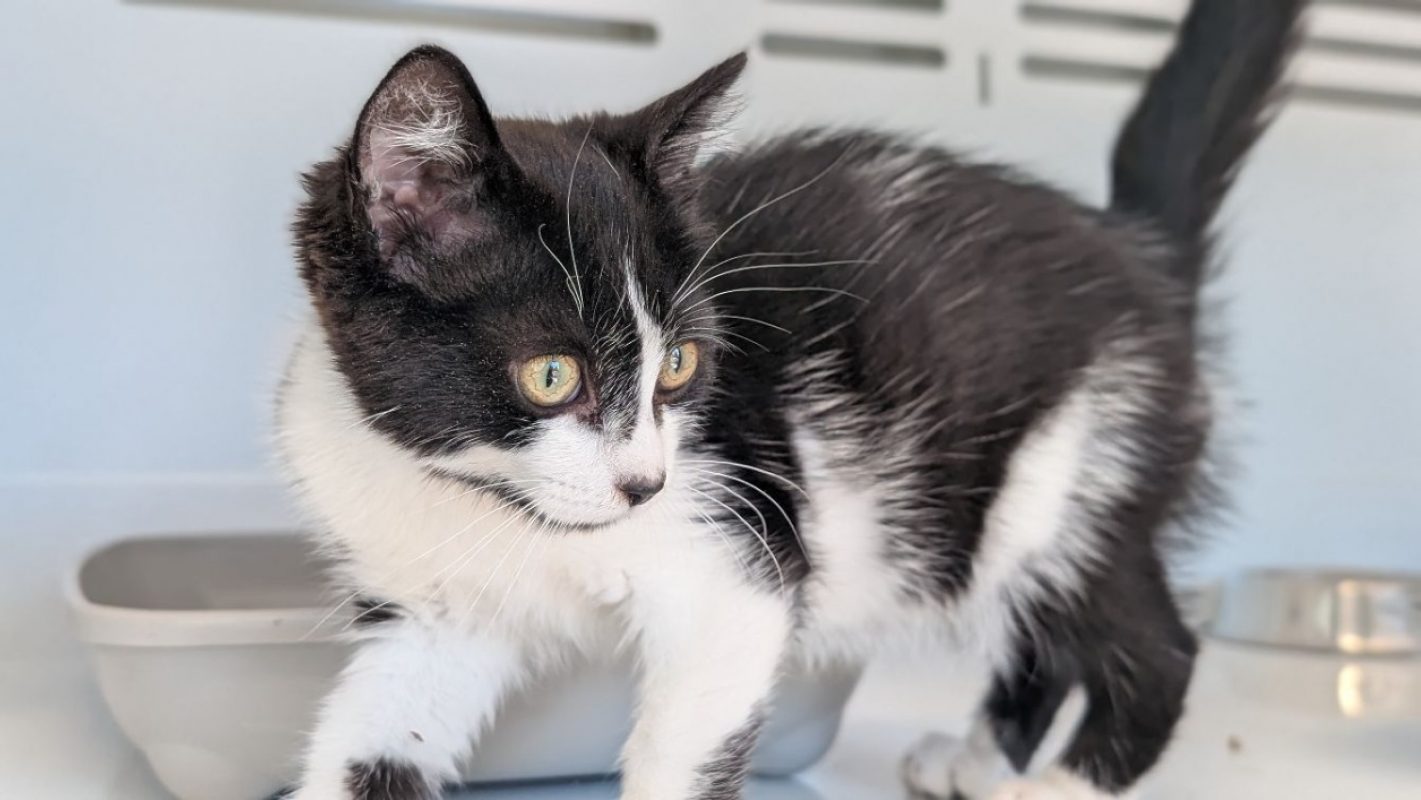Bijou - Chat Européen à adopter