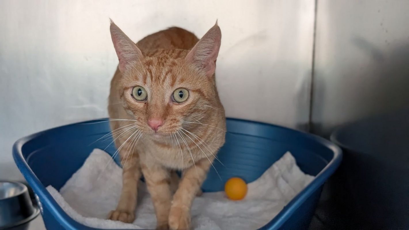 Poutou - Chat Européen à adopter