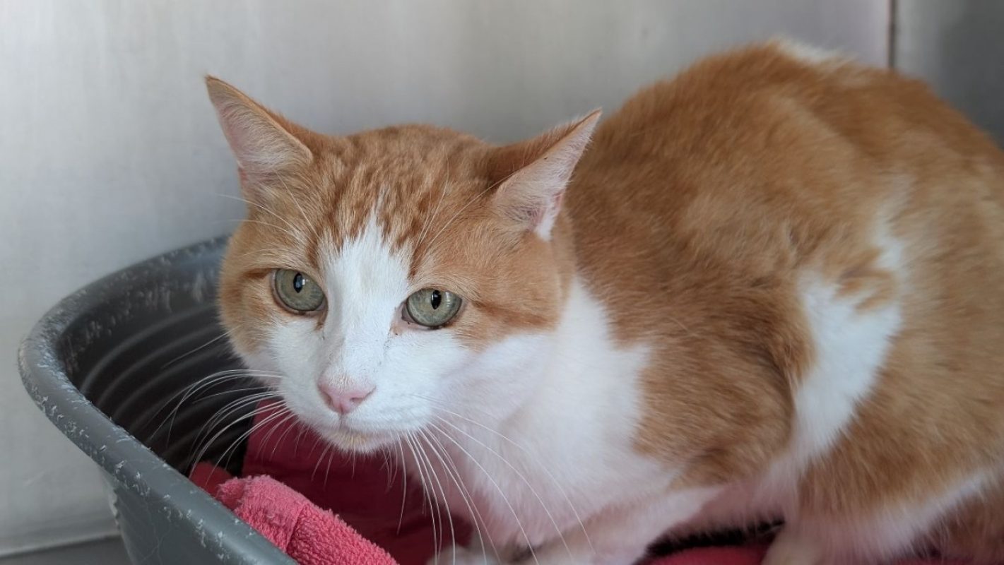 Bécot - Chat Européen à adopter