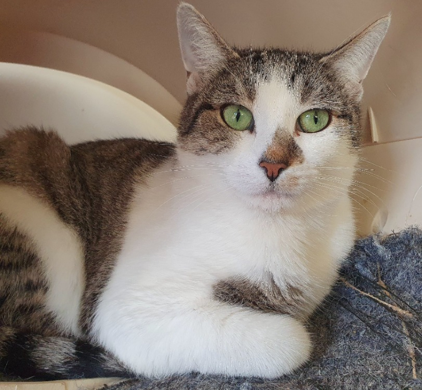 Photo de Millepattes