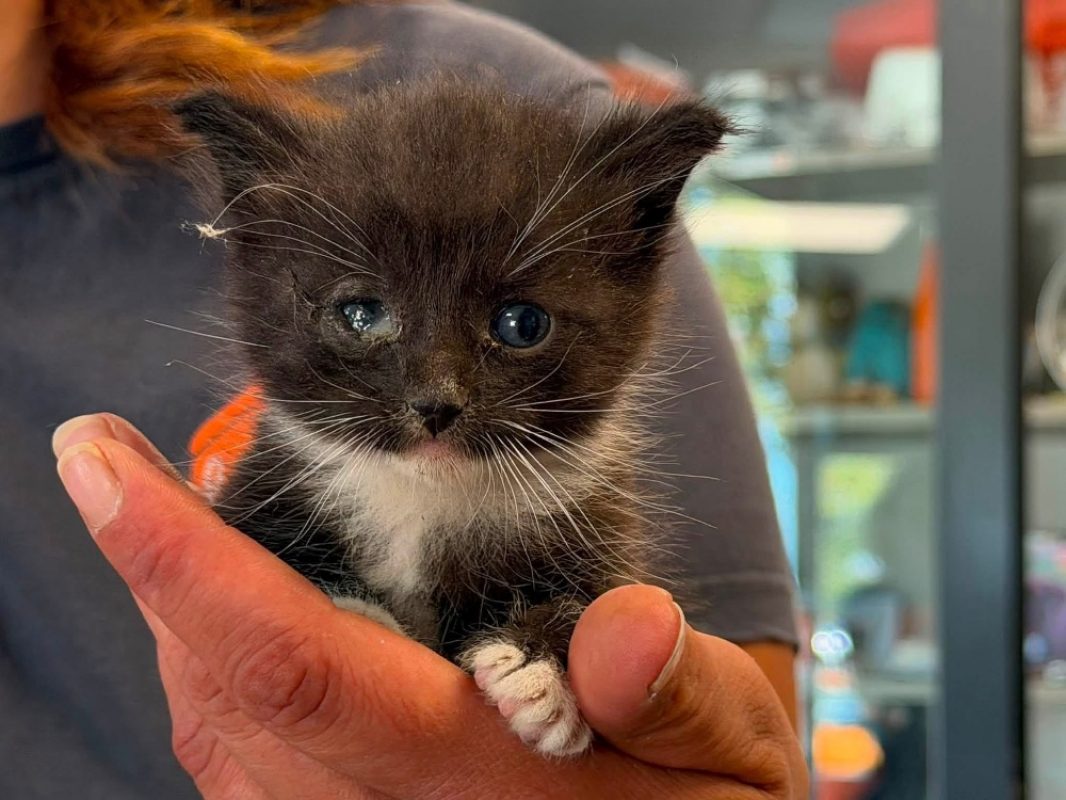 Rasta - Chat Européen à adopter