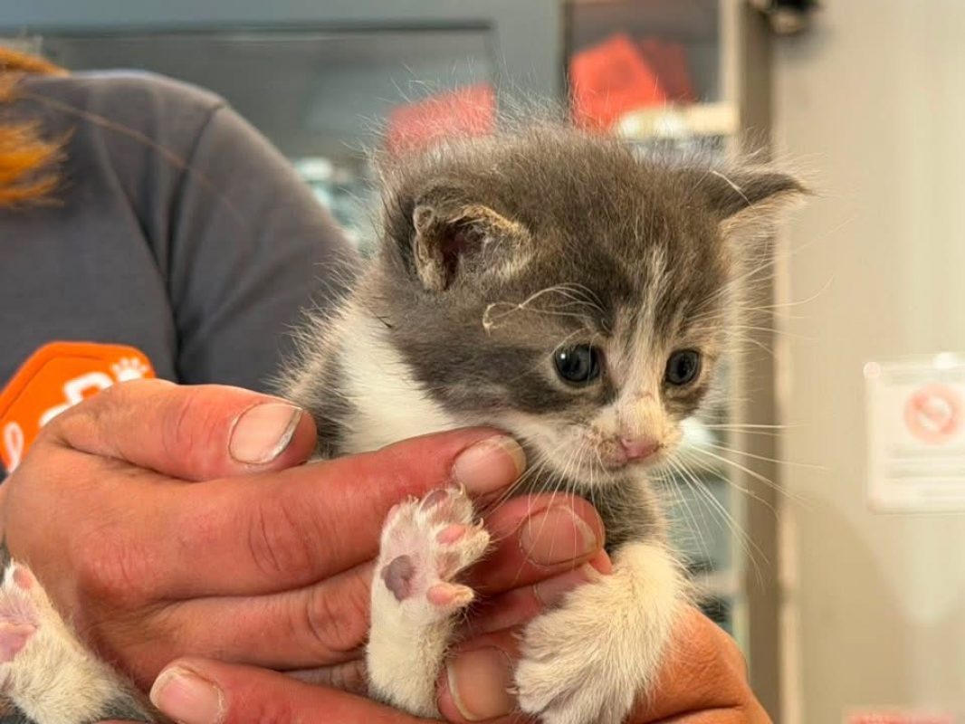 Rocket - Chat Européen à adopter