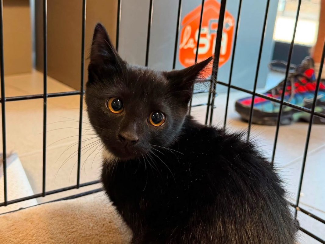 Saxo - Chat Européen à adopter