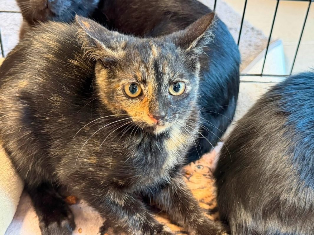 Sandy - Chat Européen à adopter