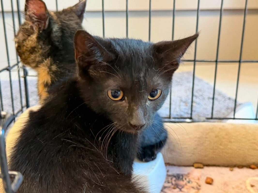Scotty - Chat Européen à adopter