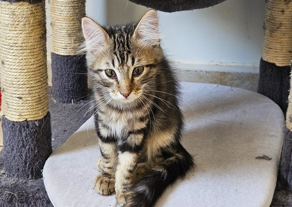 Yaris - Chat Européen à adopter