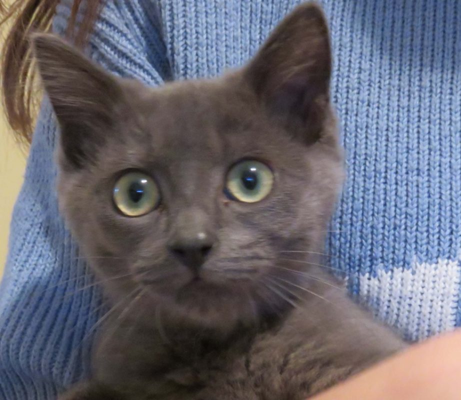 Kuma - Chat Européen à adopter