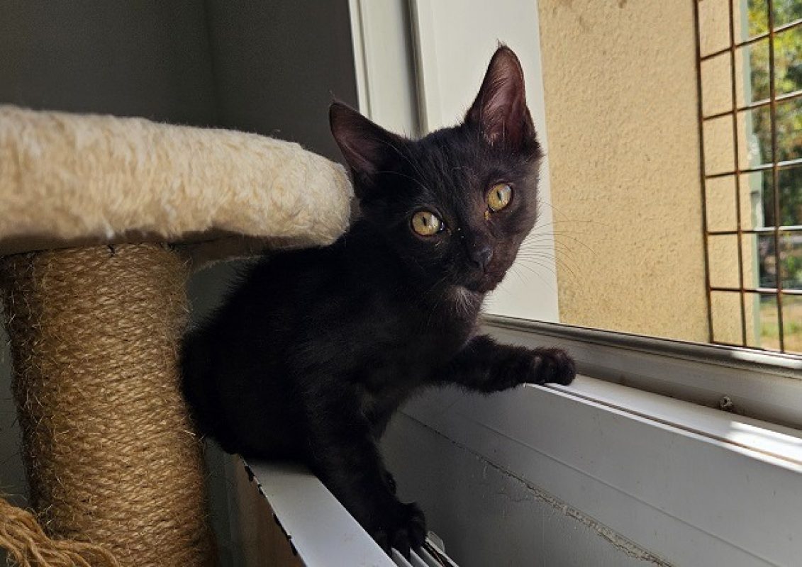 Boo - Chat Européen à adopter