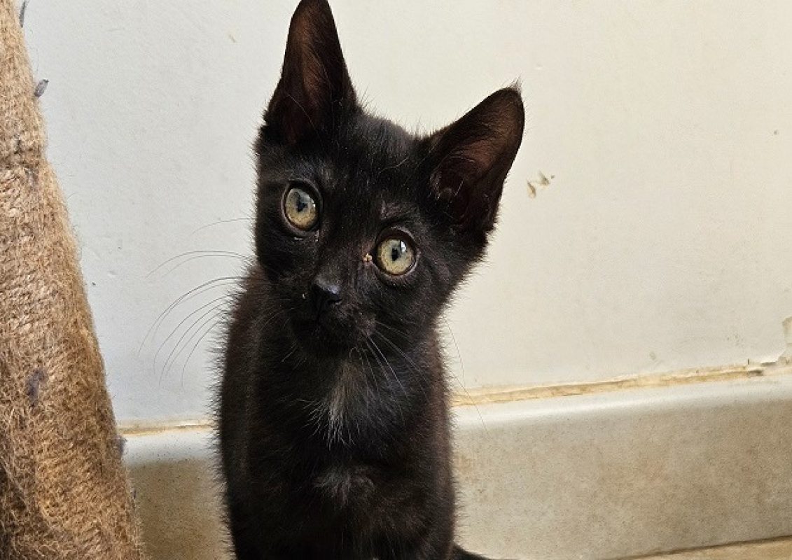 Boo - Chat Européen à adopter - photo 2