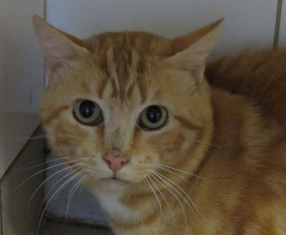 Jiyong - Chat Européen à adopter