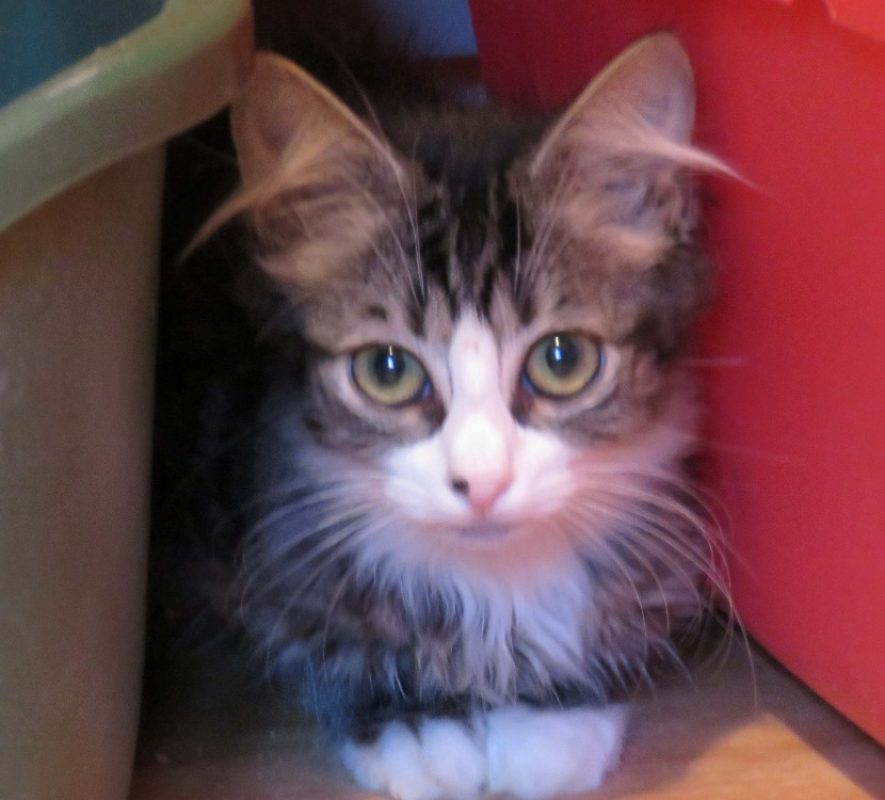 Cartis - Chat Européen à adopter