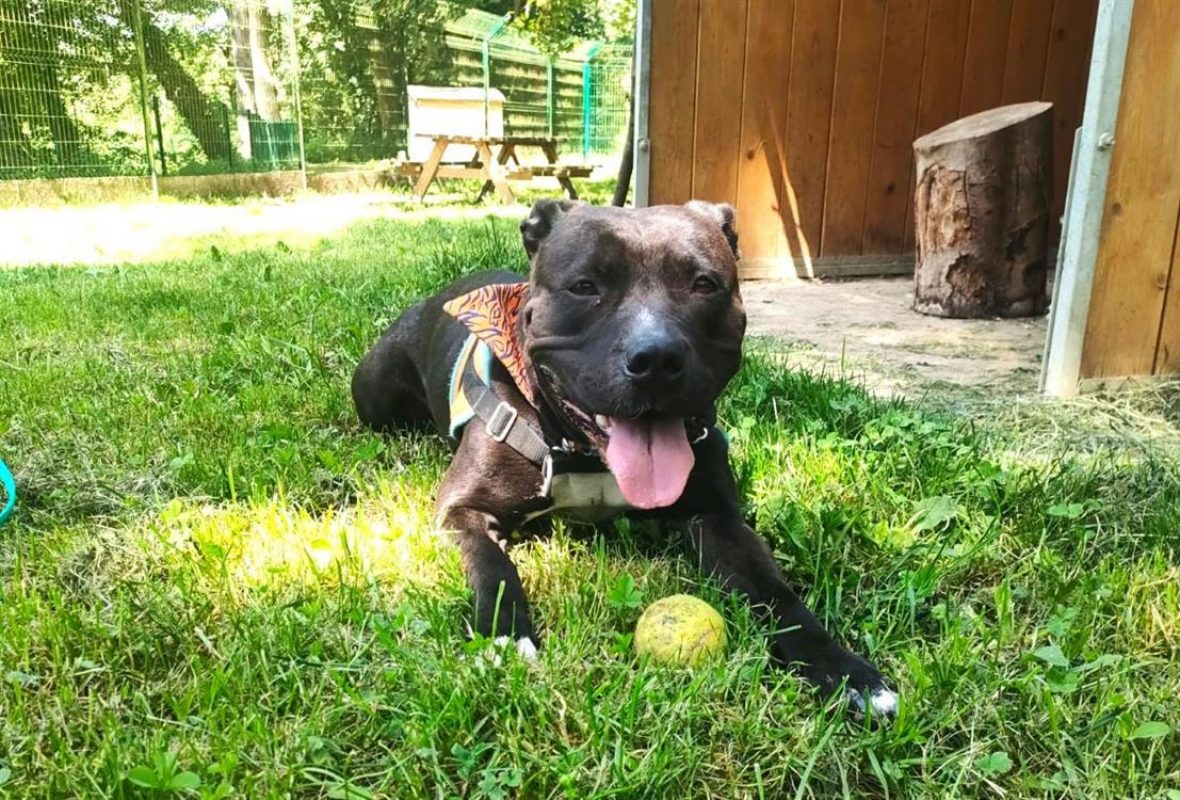 Koba - Chien à adopter