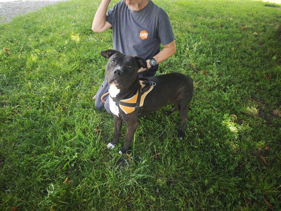 Koba - Chien à adopter - photo 2
