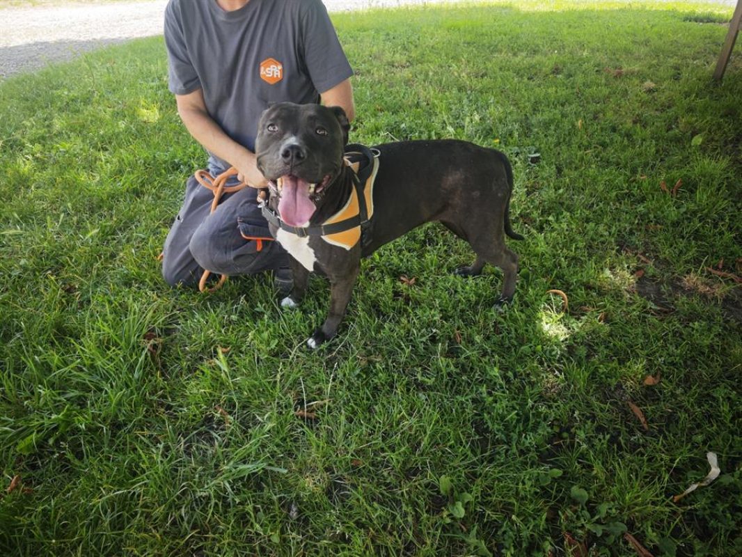 Koba - Chien à adopter - photo 3