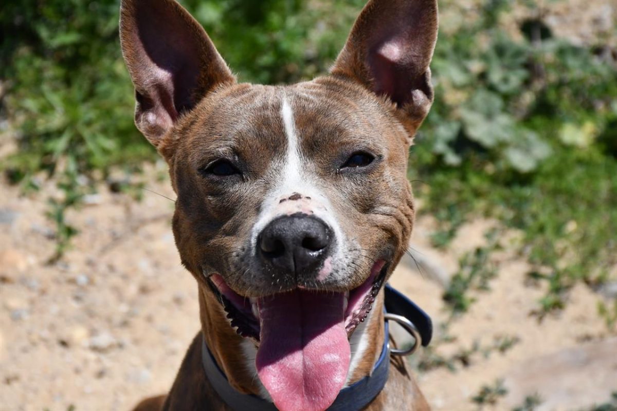 Taiga - Chien Staffordshire Bull Terrier à adopter