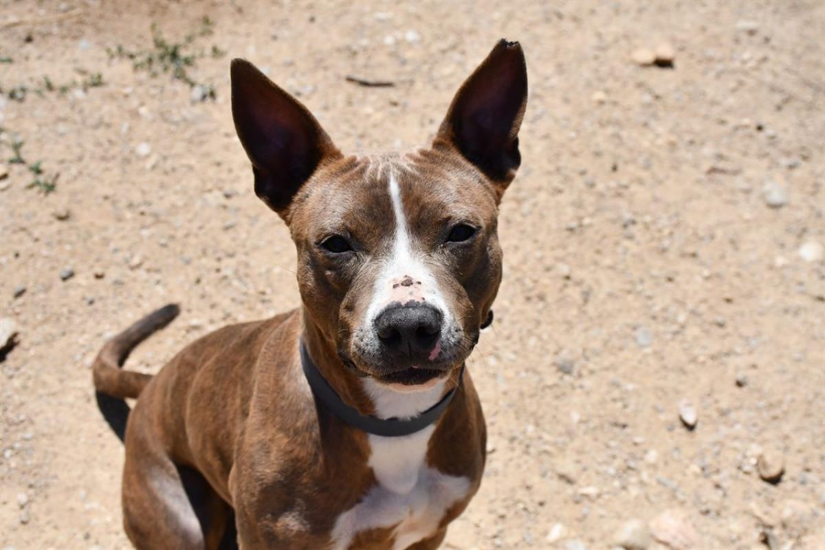 Taiga - Chien Staffordshire Bull Terrier à adopter - photo 2