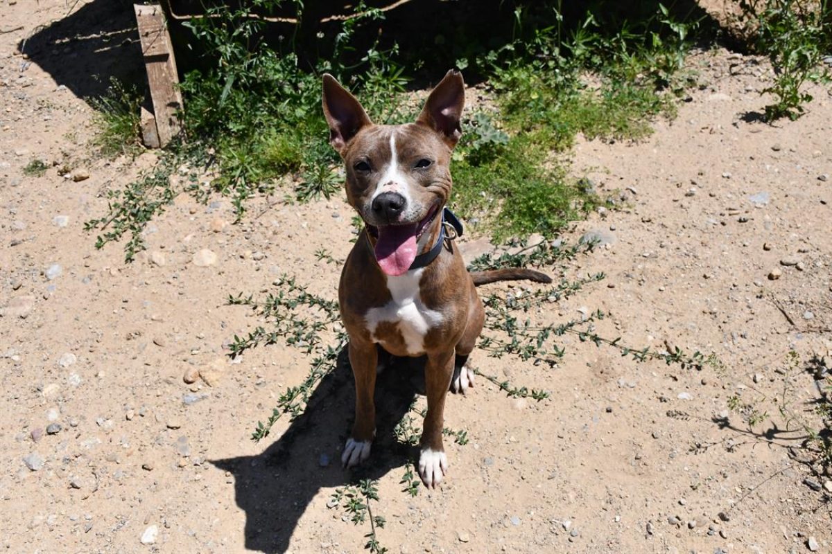 Taiga - Chien Staffordshire Bull Terrier à adopter - photo 3