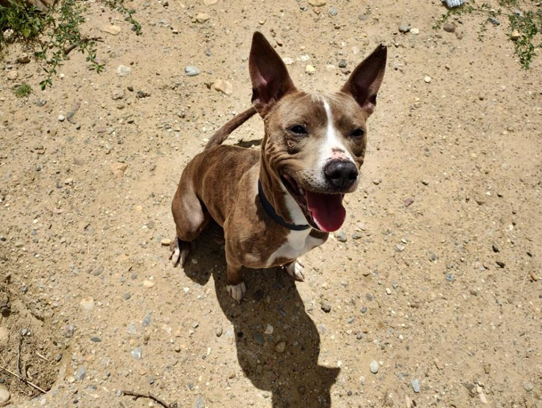 Taiga - Chien Staffordshire Bull Terrier à adopter - photo 4