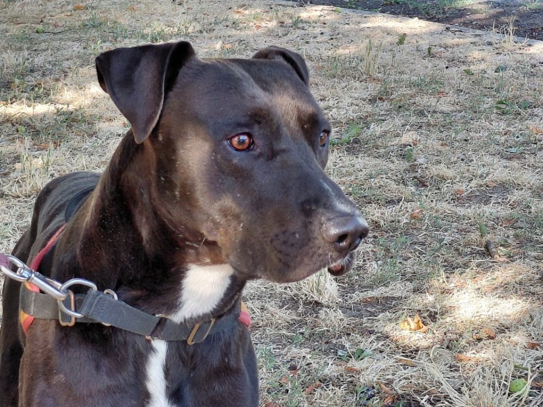 Timal - Chien à adopter