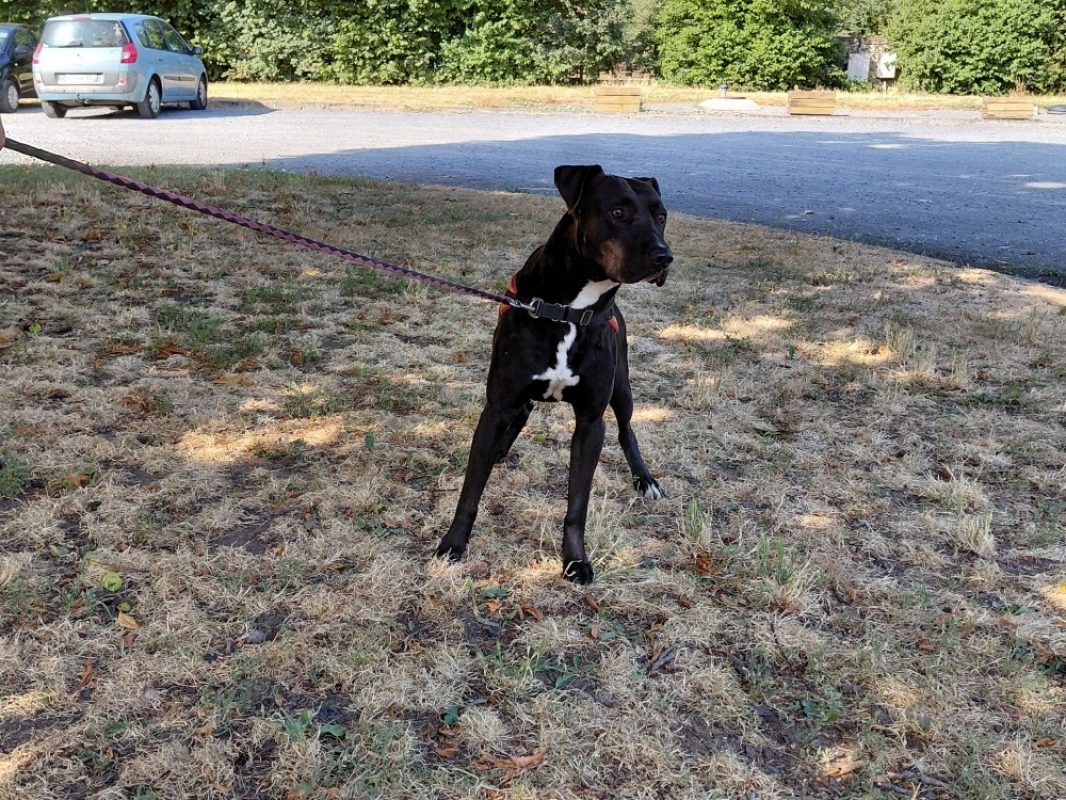 Timal - Chien à adopter - photo 2