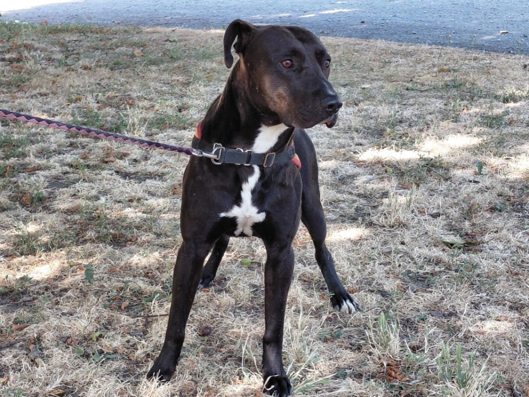 Timal - Chien à adopter - photo 3