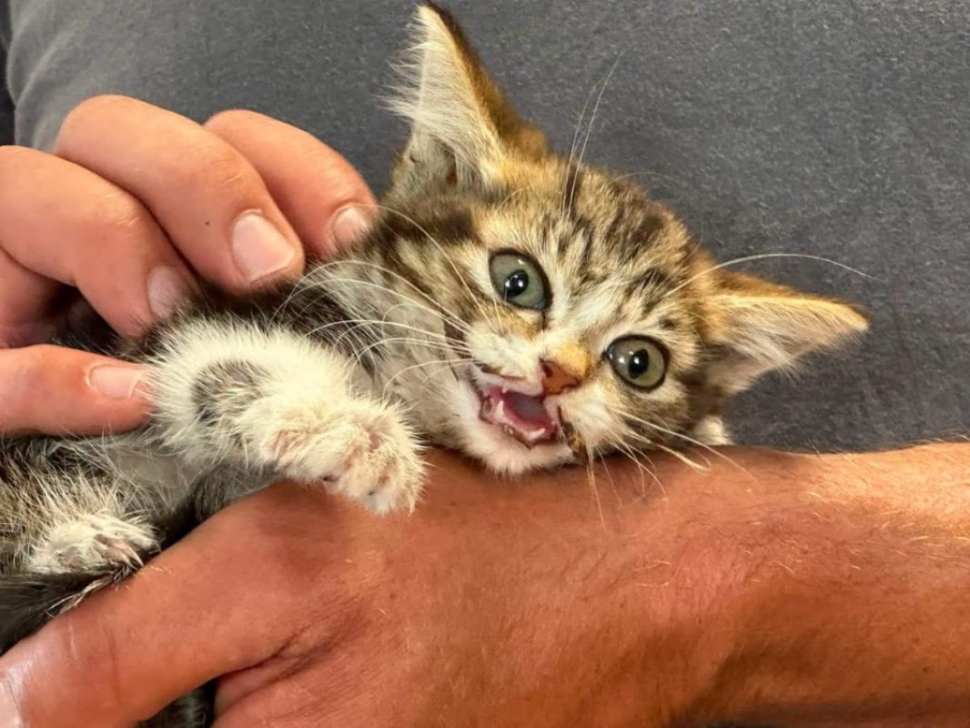 Fanta - Chat Européen à adopter