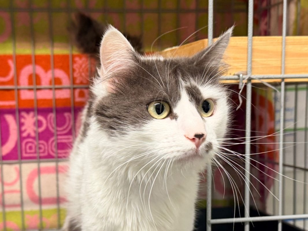 Zain - Chat Européen à adopter