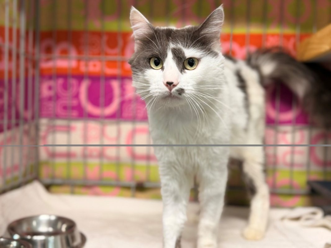 Zain - Chat Européen à adopter - photo 2