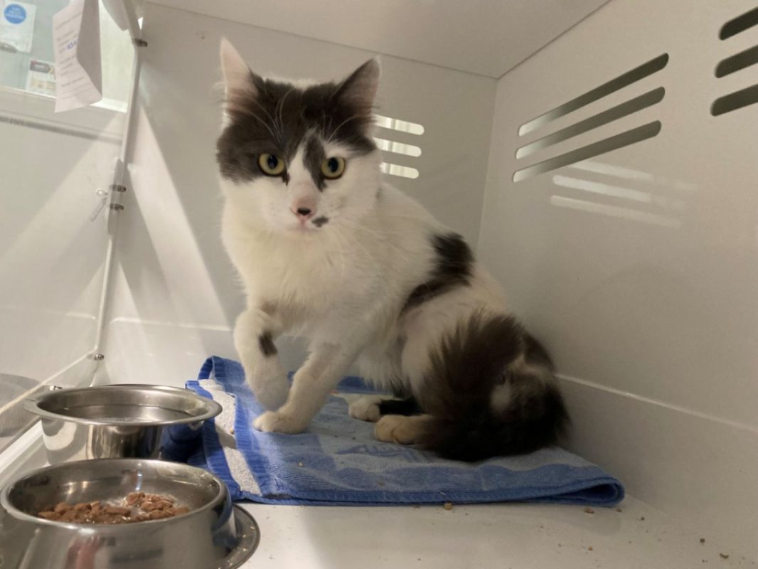 Zain - Chat Européen à adopter - photo 3