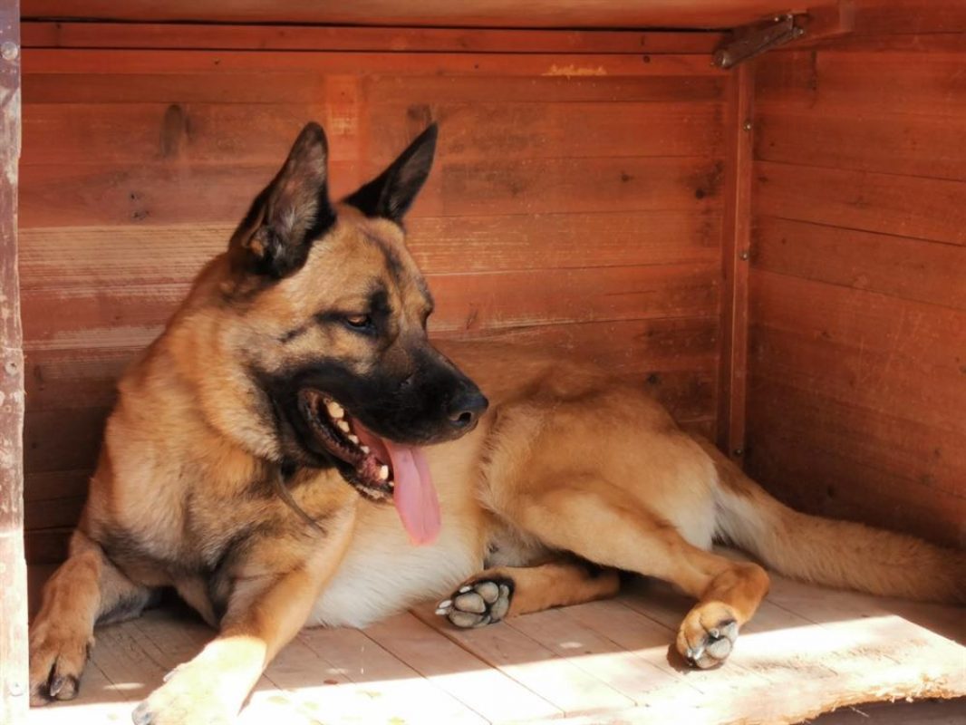 Rasko - Chien Berger Belge Malinois à adopter
