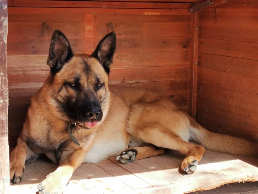 Rasko - Chien Berger Belge Malinois à adopter - photo 2