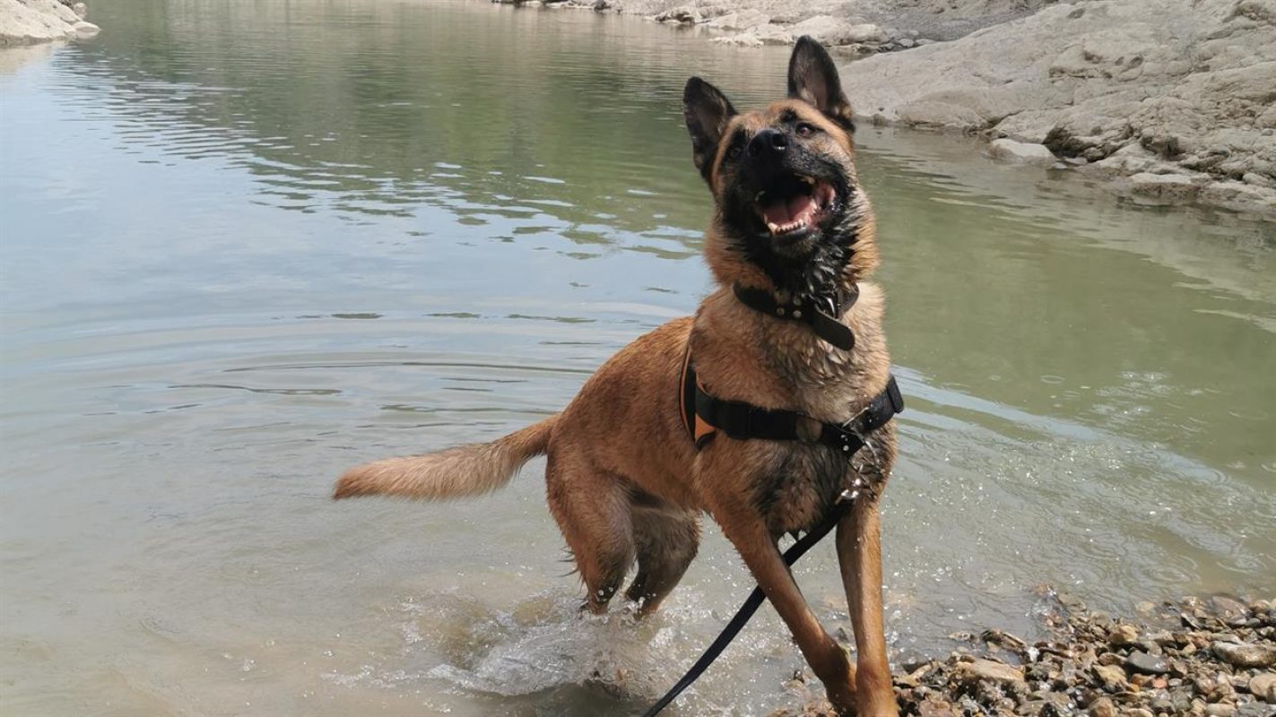 Rasko - Chien Berger Belge Malinois à adopter - photo 3