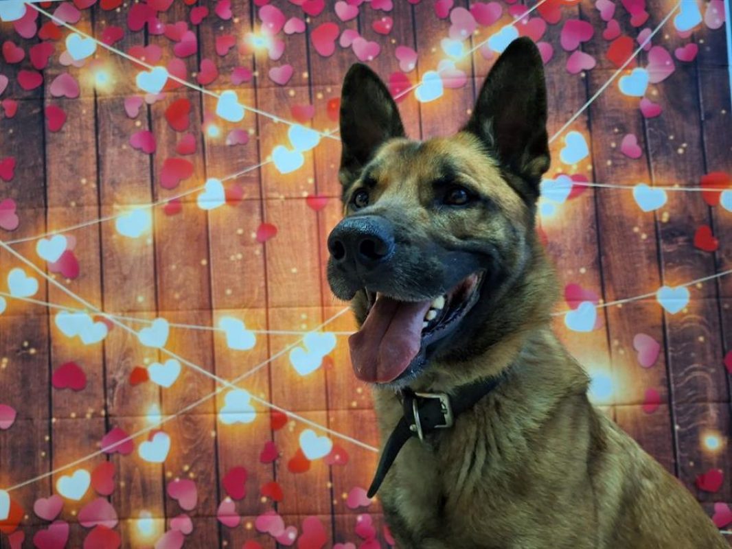 Rasko - Chien Berger Belge Malinois à adopter - photo 4