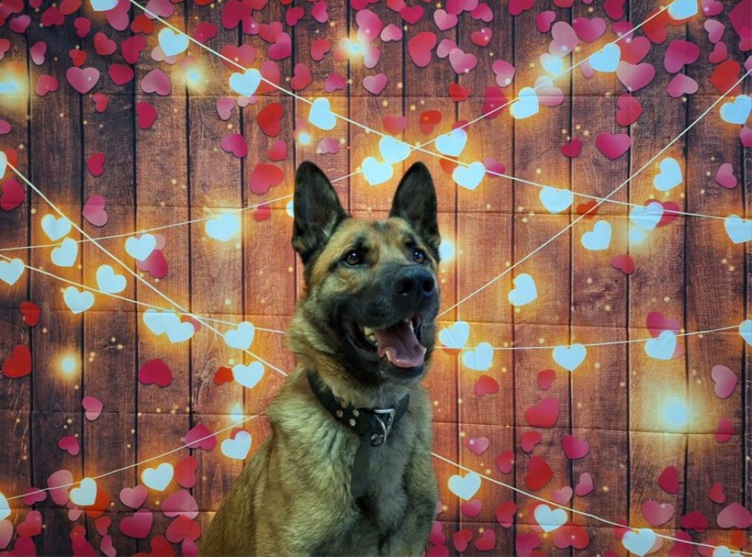 Rasko - Chien Berger Belge Malinois à adopter - photo 5