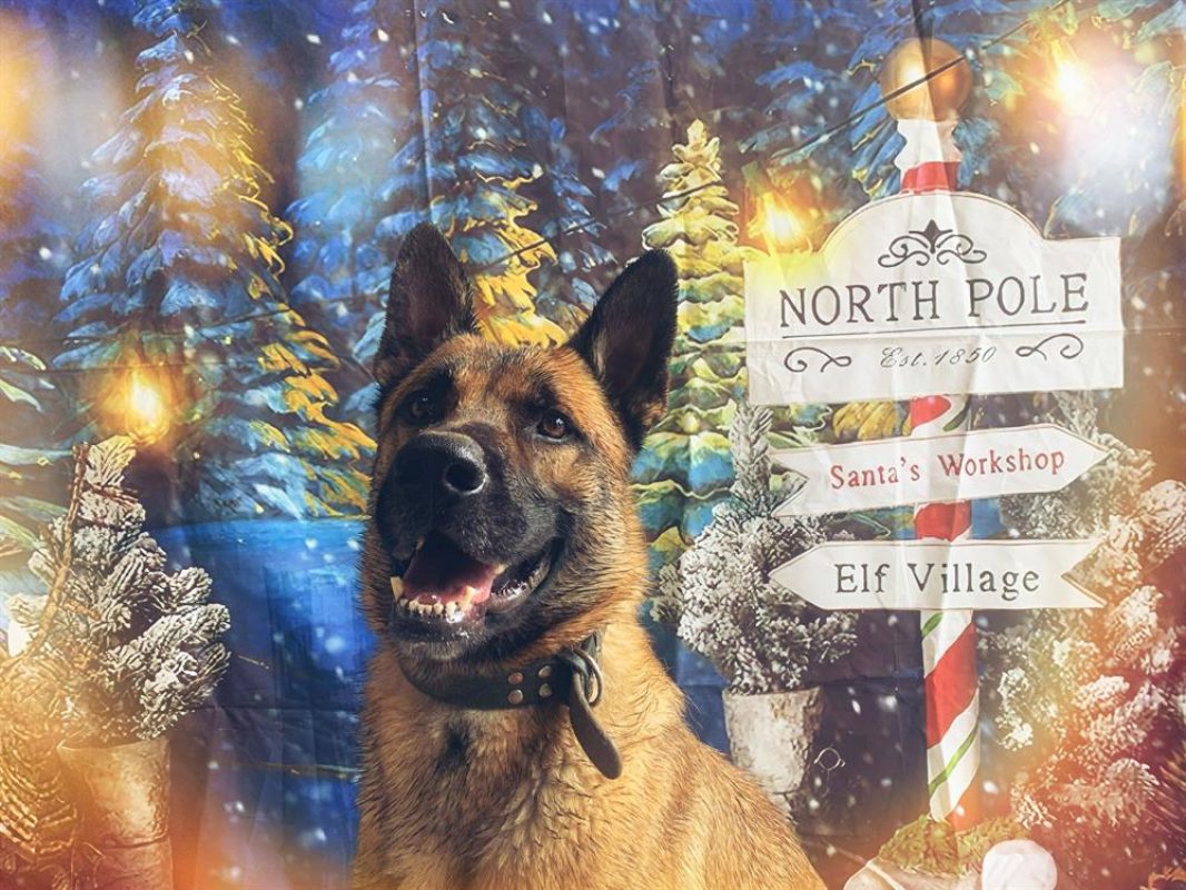 Rasko - Chien Berger Belge Malinois à adopter - photo 6