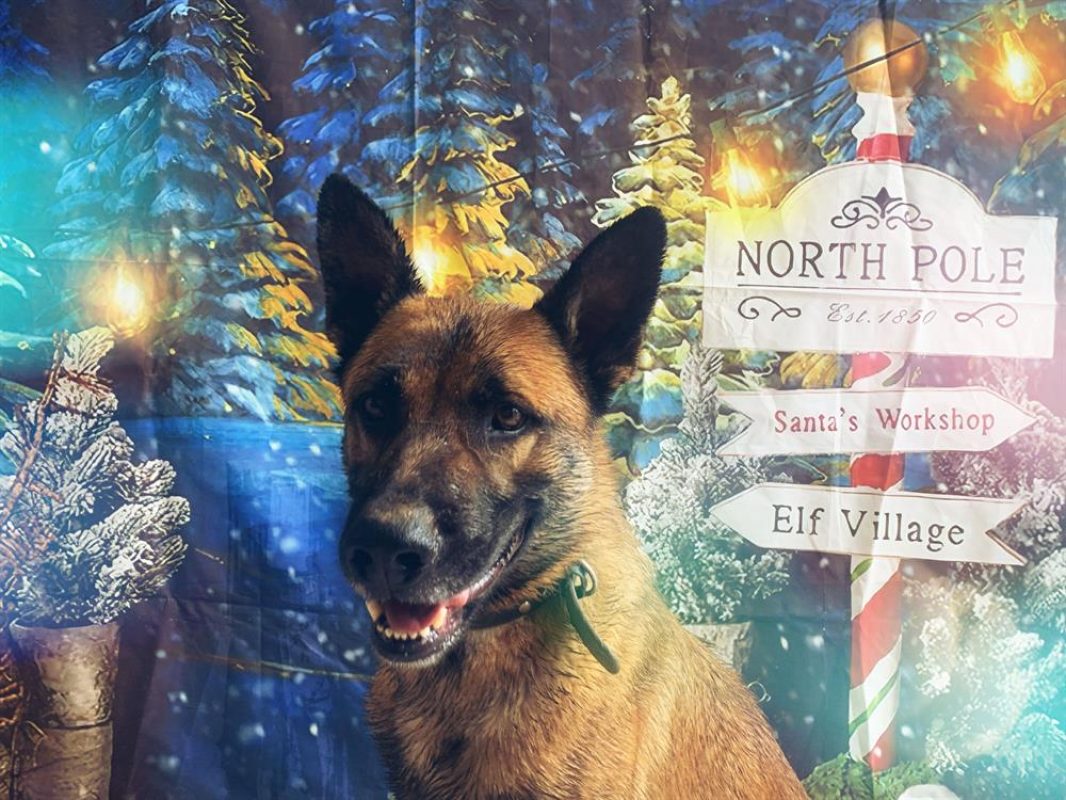 Rasko - Chien Berger Belge Malinois à adopter - photo 7