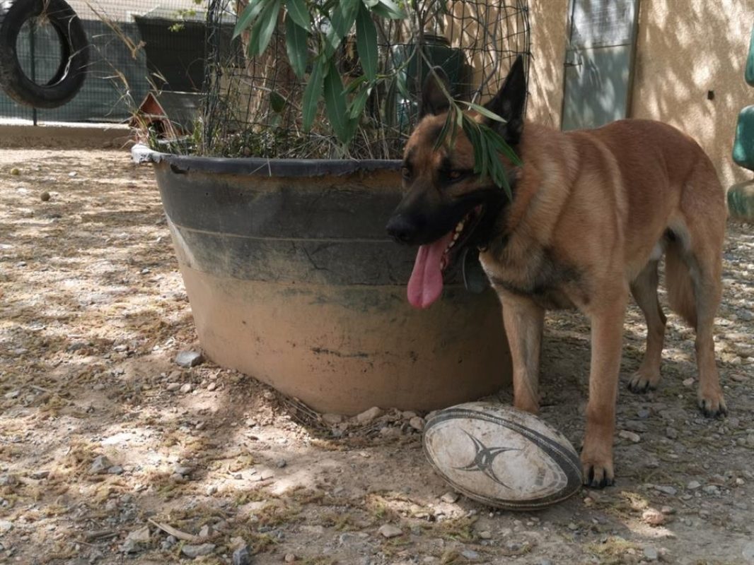 Rasko - Chien Berger Belge Malinois à adopter - photo 8
