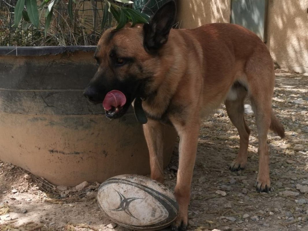 Rasko - Chien Berger Belge Malinois à adopter - photo 9