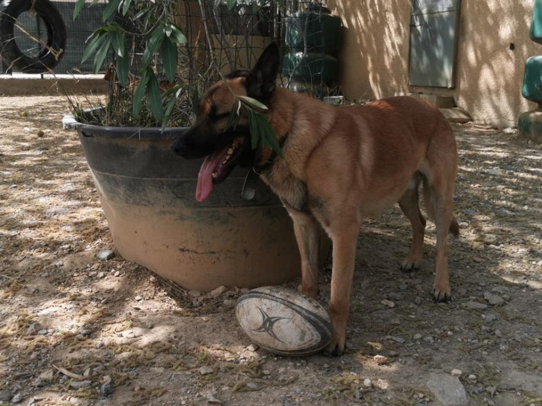Rasko - Chien Berger Belge Malinois à adopter - photo 10