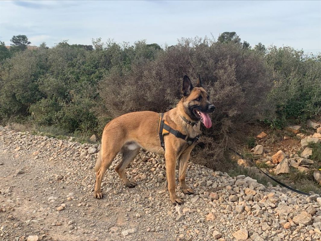 Rasko - Chien Berger Belge Malinois à adopter - photo 11