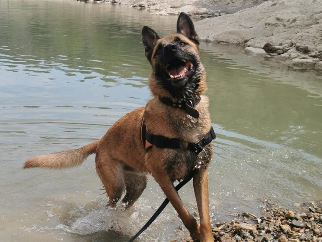 Rasko - Chien Berger Belge Malinois à adopter